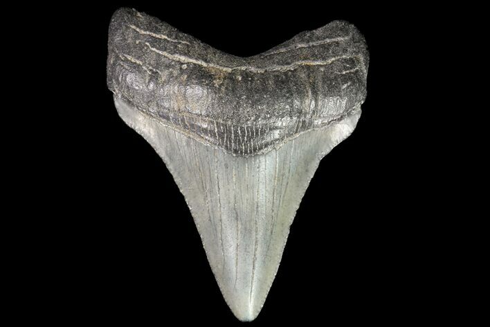 Juvenile Megalodon Tooth - Georgia #75307